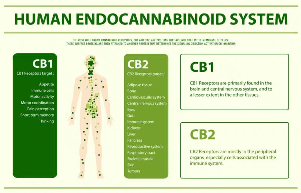 Endocannainoid System and CBD