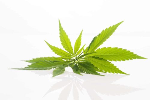 Cannabis Hemp leaf