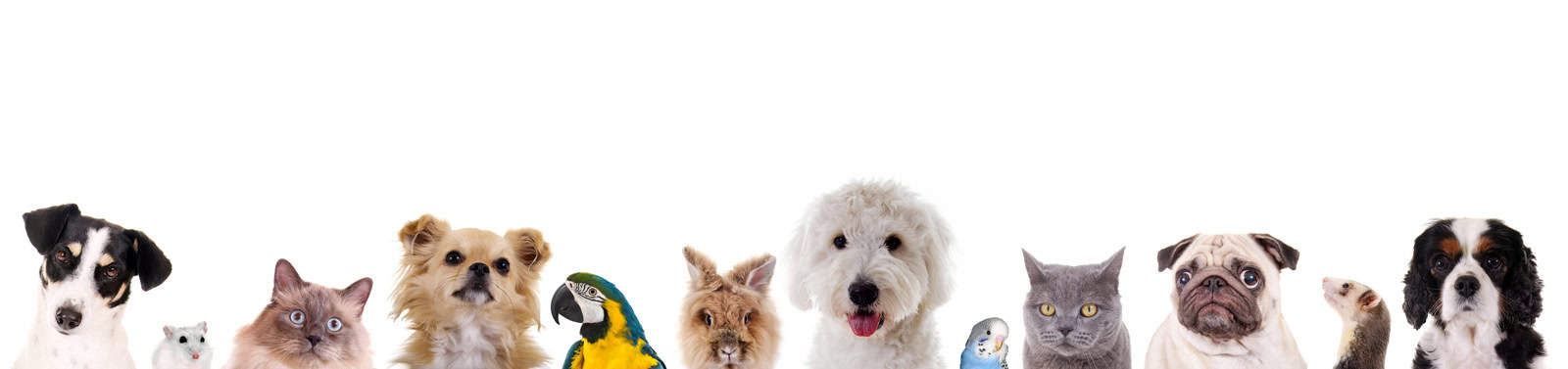 Pet CBD