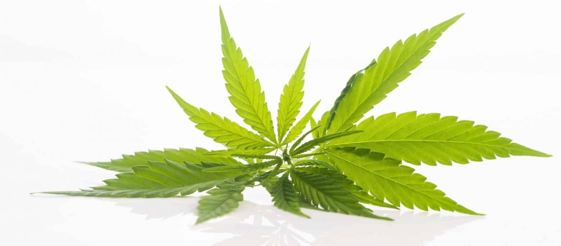 Cannabis Hemp leaf